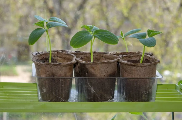 Seedlings Cucumbers Peat Pots Window — Stock Photo, Image