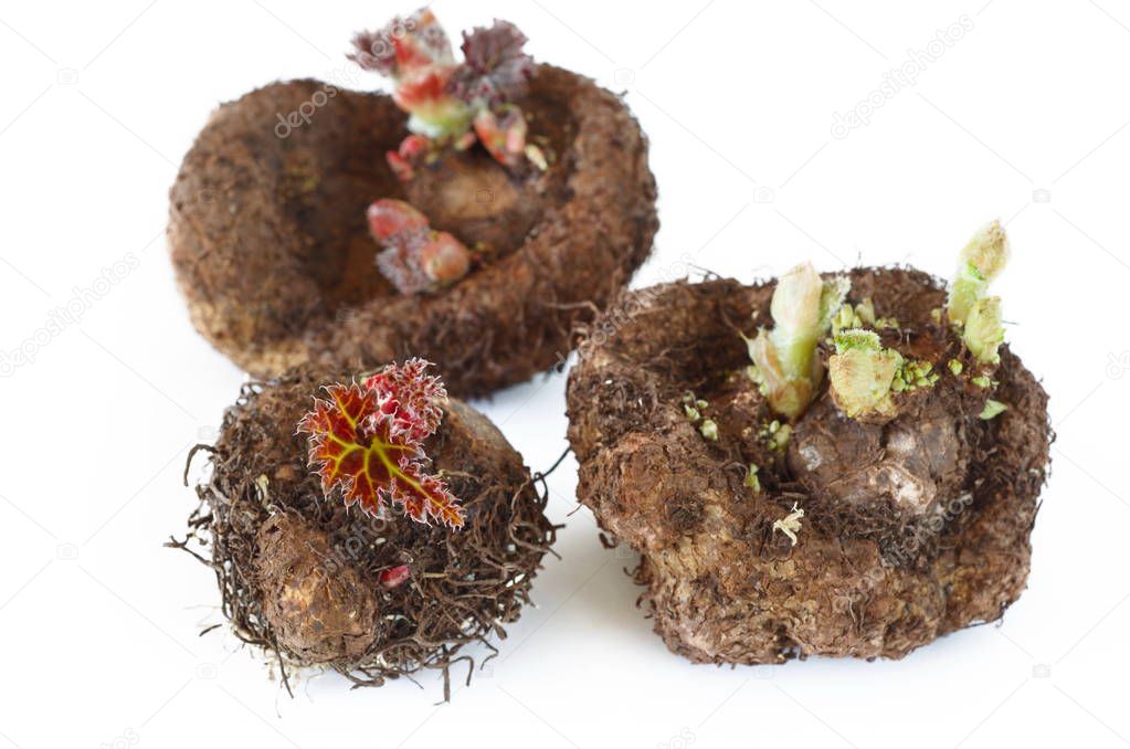 Tubers of begonia with sprouts and leaves on white background