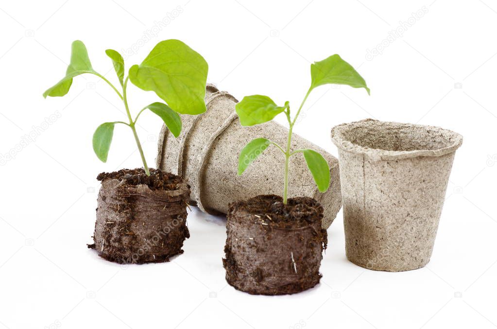 Eggplant seedlings in peat tablets and peat pots on white background
