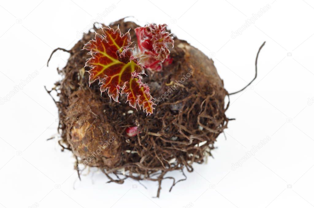 Sprouted tuber begonias on white background