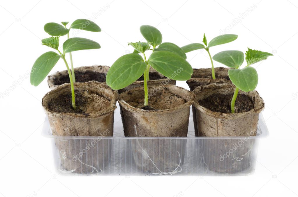 Cucumber seedlings in peat pots on white background