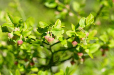 Çiçek açan yaban mersini sıradan (lat. Vaccinium myrtillus) ormanda