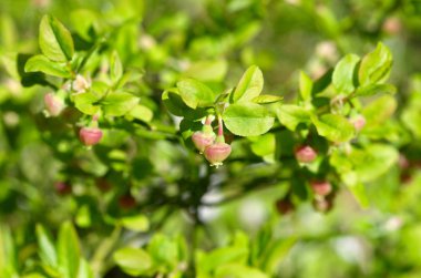 Çiçek açan yaban mersini sıradan (lat. Vaccinium myrtillus) ormanda