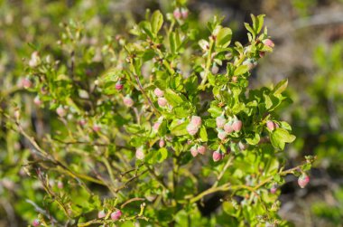 Çiçek açan yaban mersini sıradan (lat. Vaccinium myrtillus) ormanda