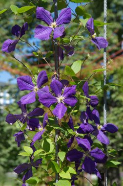 Mor akasma bahçede çiçek açan
