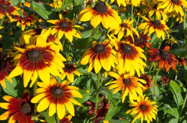 Rudbecia çiçek çiçek bahçesinde bir yaz gününde