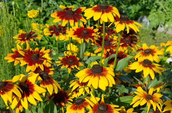 Flores Rudbecia Floresce Jardim Dia Ensolarado Verão — Fotografia de Stock