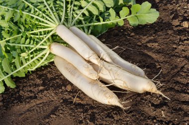 Taze daikon turp hasat yeryüzünde