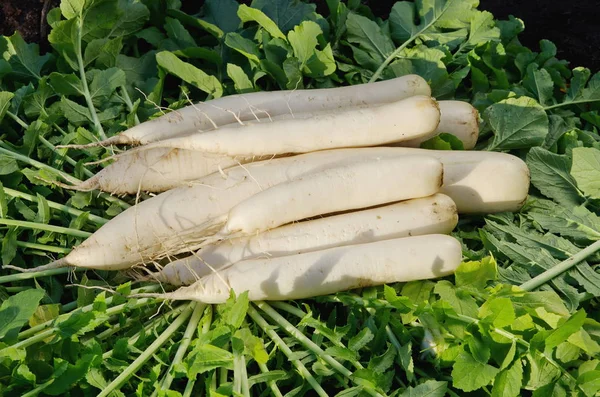 Cultivo Fresco Rábano Daikon — Foto de Stock