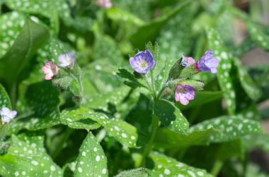 Lungwort şeker, veya benekli (lat. Pulmonaria saccharata) yakın çekim