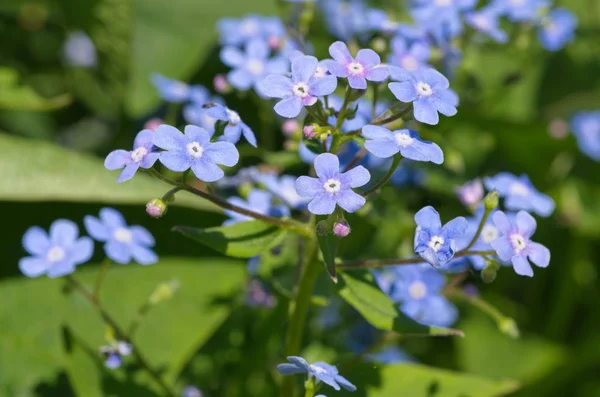 Brunnera Macrophylla Flores Primer Plano —  Fotos de Stock