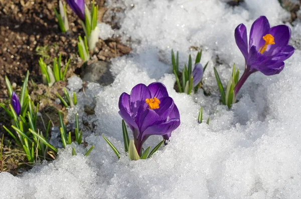 Karda Mor Çiğdemler Çiçeklenme — Stok fotoğraf
