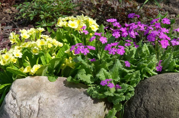 Ανθισμένα Primroses Ένα Κρεβάτι Λουλουδιών Άνοιξη Στον Κήπο — Φωτογραφία Αρχείου