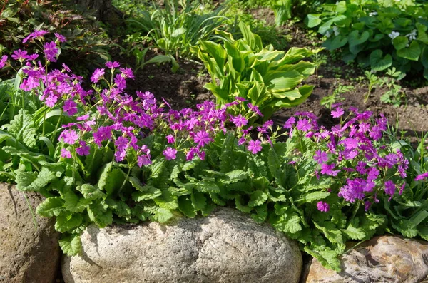 月見草の花 緯度プリムラ Cortusoides の咲く庭 — ストック写真