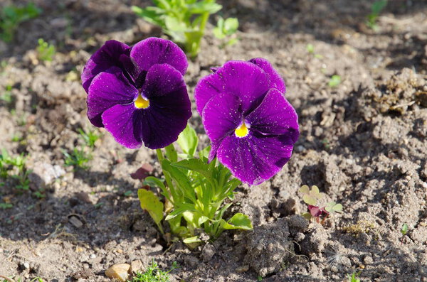 Viola tricolor blooms in the garden