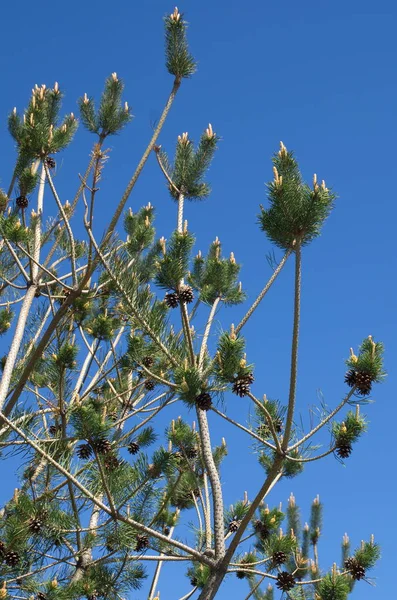 Pine Old Cones Young Shoots Blue Sky — Stock Photo, Image