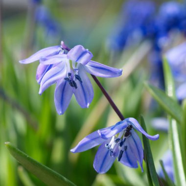 Bahar çiçek Scilla difolia yakın çekim