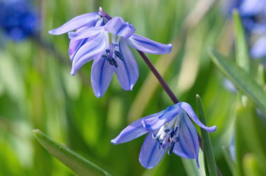 Çiçek açan Scilla difolia portre