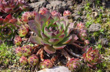 Süs bitki Sempervivum bahçede büyür.