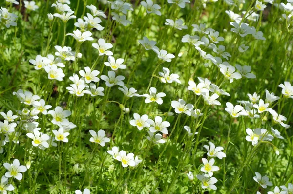 Blommande Saxifraga Cespitosa Trädgården — Stockfoto