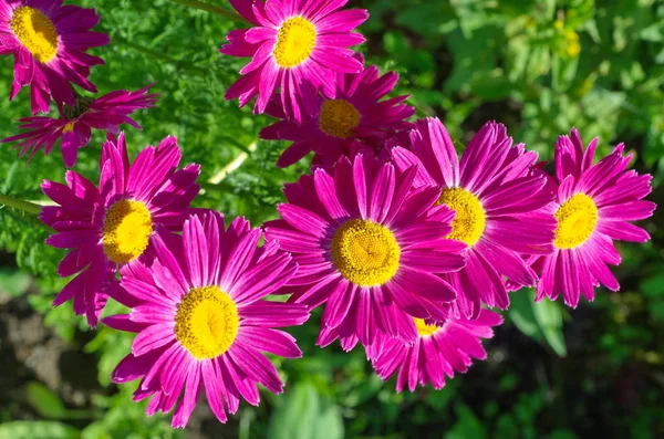 Rózsaszín Pyrethrum Vagy Perzsa Daisy Lat Pyrethrum Roseum Kertben — Stock Fotó