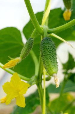 Sera içinde salatalık büyüyen