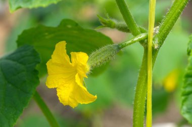 Yumurtalık salatalık yakın çekim