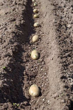 Patates ilkbaharda dikim