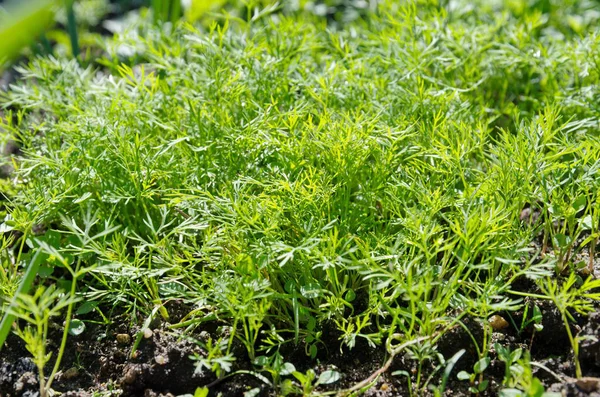 Young Dill Greens Garden Close — Stock Photo, Image