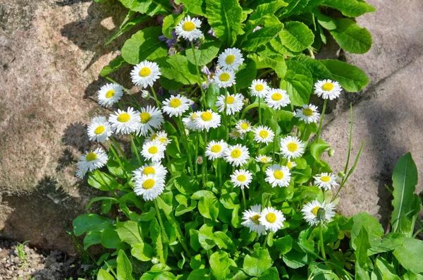 Цветущие Маргаритки Лат Bellis Perennis Среди Камней — стоковое фото