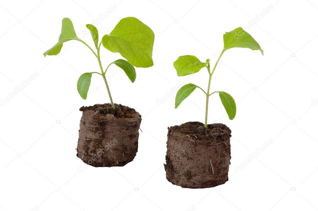 Eggplant seedlings in peat tablets on white background