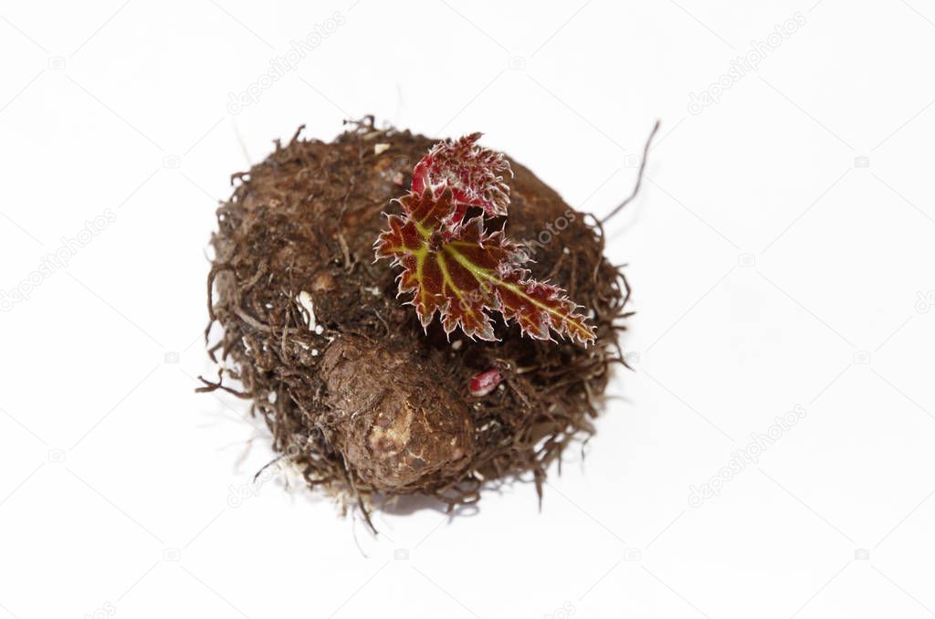 Sprouted tuber begonia on white background