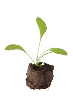 Rudbecia çiçek lahanası turba tablet beyaz arka plan üzerinde