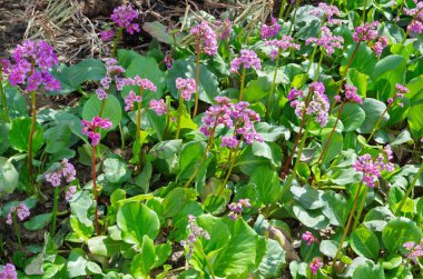Pembe çiçek bergenia (lat. Bergenia crassifolia) çiçek bahar bahçe               