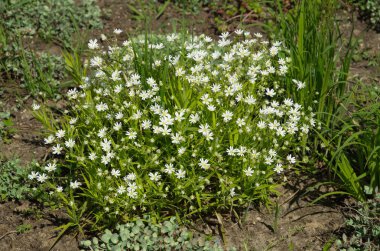Stellaria nemorum çiçekler açar bahar
