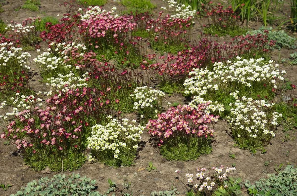 Vörös Fehér Saxifrage Sod Lat Saxifraga Cespitosa Virágzik — Stock Fotó