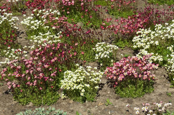 Sassifrago Rosso Bianco Lat Saxifraga Cespitosa Fiorisce Giardino — Foto Stock