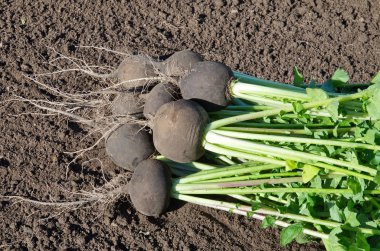 Sebze bahçesi yere siyah turp hasat