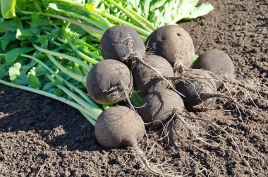 Yere yakın çekim üzerinde siyah turp