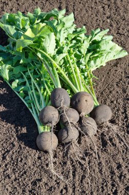 Taze hasat siyah turp