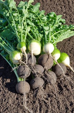 Siyah ve yeşil turp yere