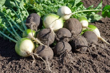 Yere yakın çekim üzerinde siyah ve yeşil turp hasat