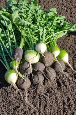 Yerde taze hasat siyah ve yeşil (Çin) turp