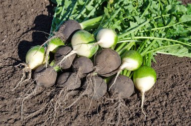 Taze sebze bahçesi yere siyah ve yeşil (Çince) turp hasat