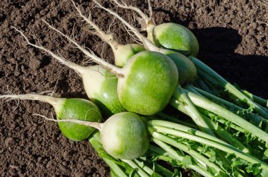 Yeşil (Çince) turp yakın çekim