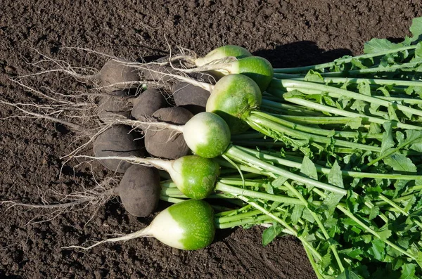 在菜园地上的黑色和绿色萝卜 — 图库照片