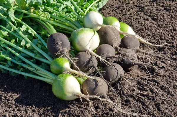 Siyah ve yeşil turp yere hasat
