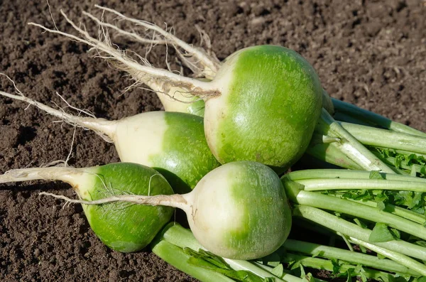 Sebze bahçesinde yeşil (Çince) turp yakın çekim