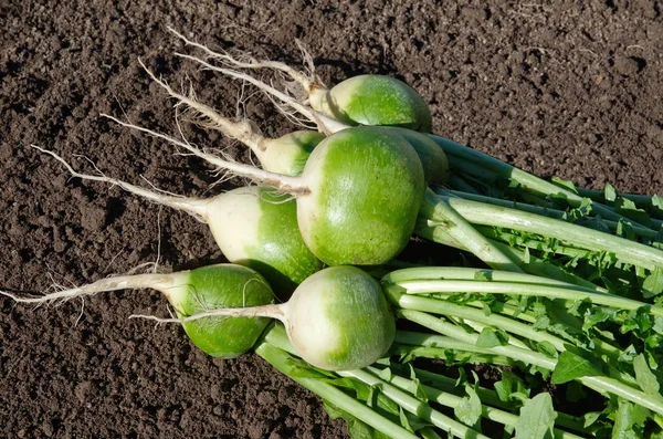 Sebze bahçesi yere yeşil (Çince) turp