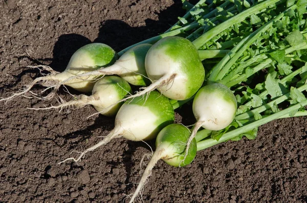 Yeşil (Çince) turp yakın yerde